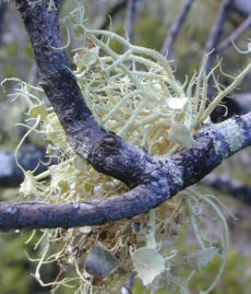 Name:  230px-Usnea_australis.jpg
Views: 4382
Size:  44.7 KB