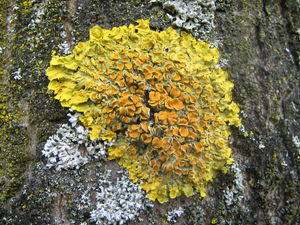 Name:  300px-Xanthoria_parietina_(06_03_31).jpg
Views: 4794
Size:  43.5 KB