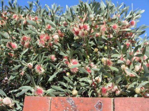 Name:  hakea 004.jpg
Views: 2371
Size:  67.3 KB