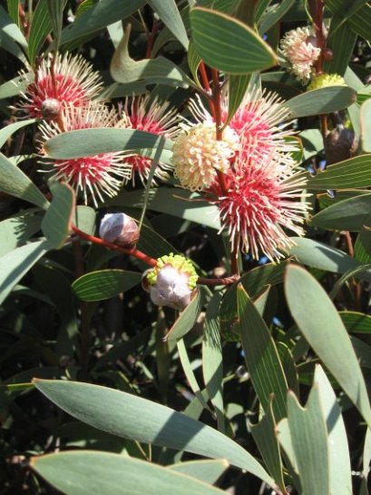 Name:  hakea 005.jpg
Views: 2190
Size:  64.5 KB