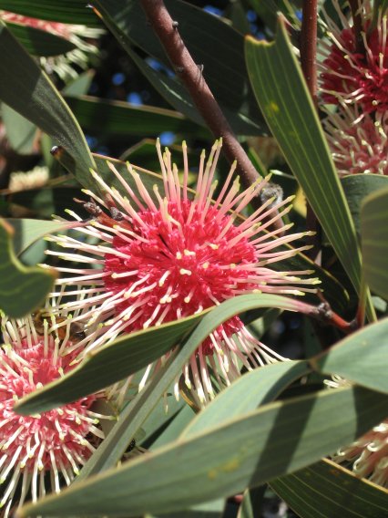 Name:  hakea 006.jpg
Views: 2150
Size:  67.4 KB
