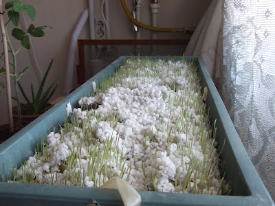 Name:  bugday_cimi_suyu_wheatgrass_juice_kanser_sifa09.JPG
Views: 15830
Size:  43.6 KB