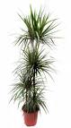 Name:  dracena.jpg
Views: 26894
Size:  2.8 KB