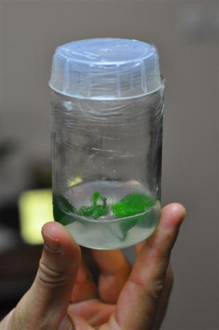Name:  _DSC0231 (Small) (2).jpg
Views: 2706
Size:  26.5 KB