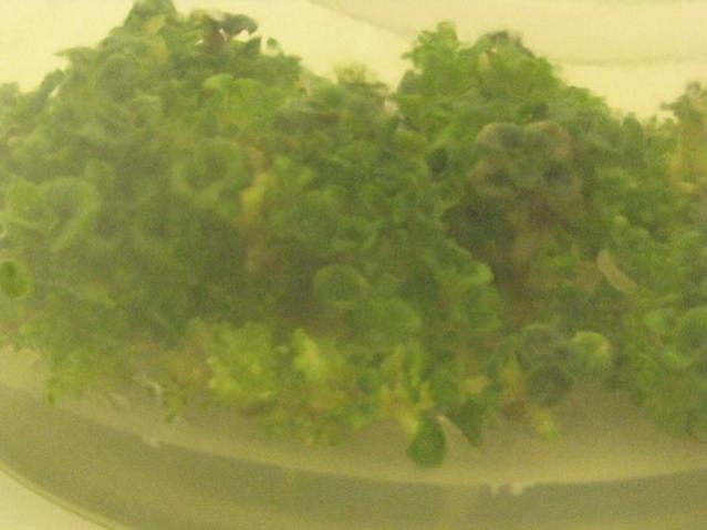 Name:  IMG_4168.jpg
Views: 1548
Size:  27.8 KB
