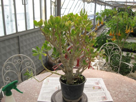 Name:  crassula (450 x 338).jpg
Views: 2683
Size:  67.2 KB