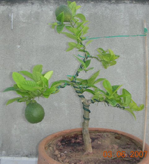 Name:  DSCN1799.JPG
Views: 5492
Size:  56.1 KB