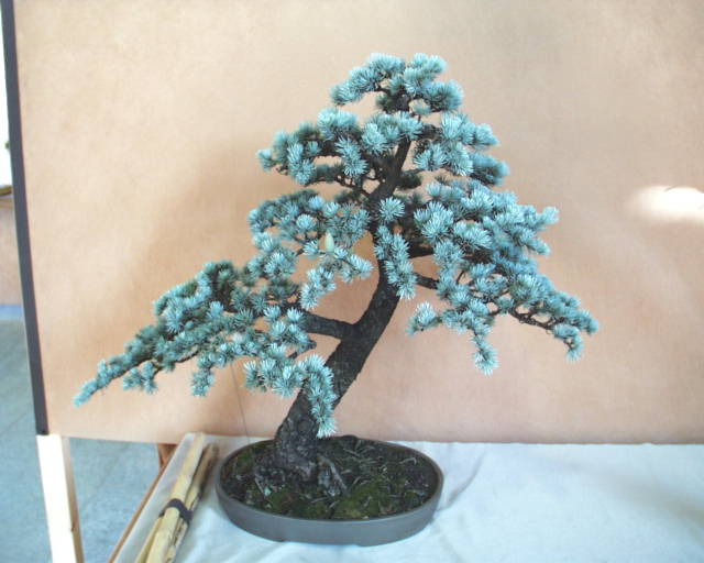 Name:  bon89bis.jpg
Views: 9260
Size:  41.9 KB