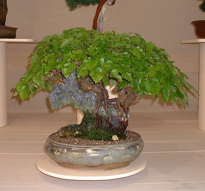 Name:  north%20of%20england%20bonsai%20morus%20alba.jpg
Views: 4980
Size:  27.5 KB