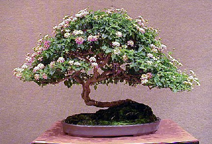 Name:  lantana.jpg
Views: 9211
Size:  64.9 KB
