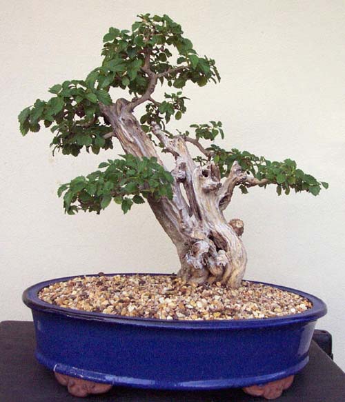 Name:  maytree.jpg
Views: 5848
Size:  65.2 KB