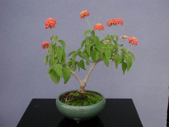 Name:  lantana0107.jpg
Views: 6013
Size:  25.2 KB