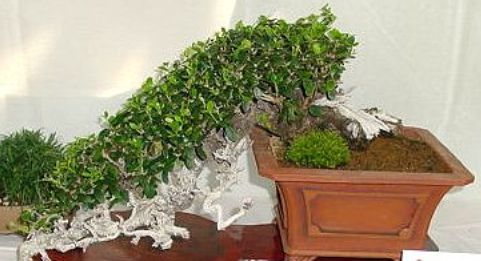 Name:  zeytin....jpg
Views: 16786
Size:  28.7 KB