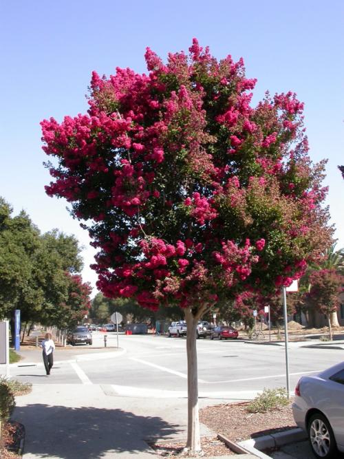 Name:  LAGERSTROEMIA INDICA.jpg
Views: 3323
Size:  70.3 KB