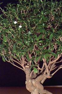 Name:  serissa2.jpg
Views: 1862
Size:  21.0 KB