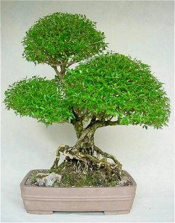 Name:  serissa3.jpg
Views: 4399
Size:  24.4 KB