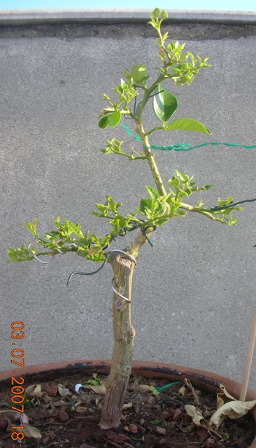 Name:  DSCN1886.JPG
Views: 4623
Size:  52.9 KB