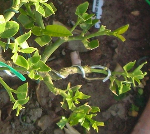 Name:  sa dal yukardan.JPG
Views: 4452
Size:  68.1 KB