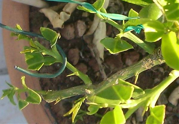 Name:  sol dal yukardan.jpg
Views: 4167
Size:  41.3 KB