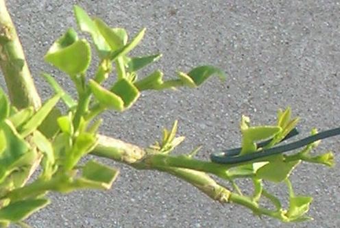 Name:  sol dal arkadan.JPG
Views: 4117
Size:  39.2 KB