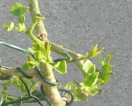 Name:  sol dal yandan.JPG
Views: 4145
Size:  45.3 KB