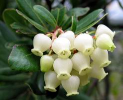 Name:  arbutus%20unedo.jpg
Views: 9294
Size:  10.8 KB
