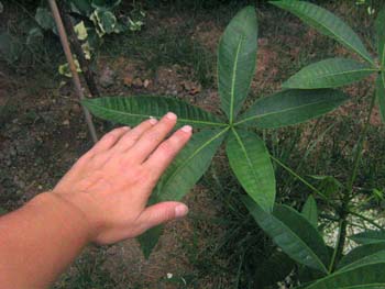 Name:  27agustos 053.JPG
Views: 12088
Size:  56.1 KB