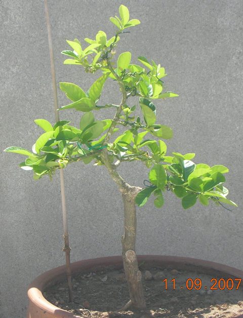Name:  DSCN22131.JPG
Views: 4396
Size:  62.6 KB