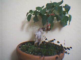 Name:  25-06-2006-------1.JPG
Views: 5073
Size:  10.0 KB