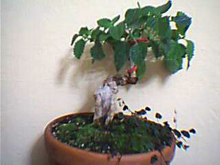 Name:  25-06-2006-1.jpg
Views: 5045
Size:  14.4 KB