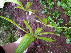 Name:  Photo-0037.jpg
Views: 11701
Size:  64.1 KB