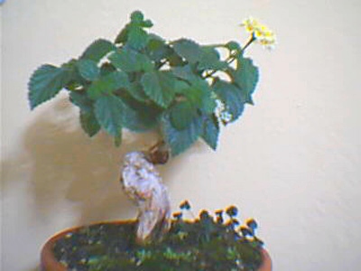 Name:  10-07-2006--.jpg
Views: 5478
Size:  52.0 KB