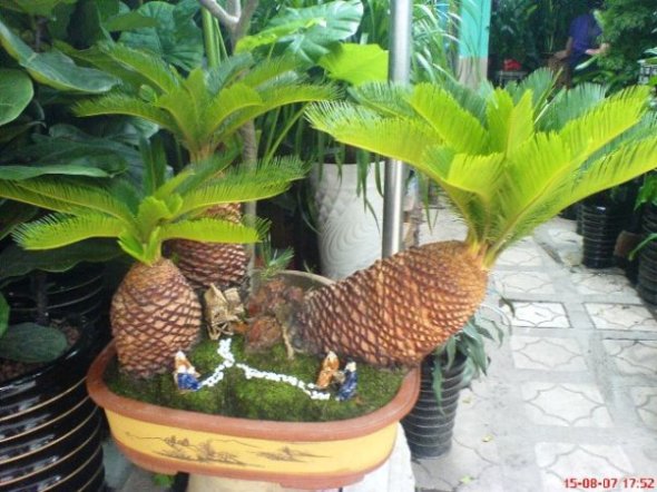 Name:  cycas.JPG
Views: 2372
Size:  66.8 KB
