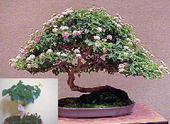 Name:  lantana[1] copy2.jpg
Views: 2746
Size:  68.8 KB