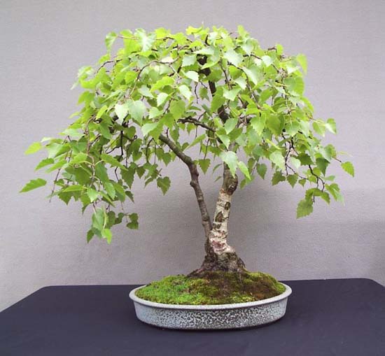 Name:  SilverBirch.jpg
Views: 6001
Size:  55.2 KB