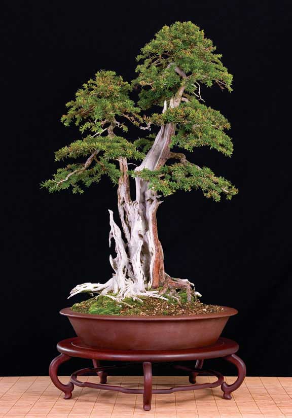 Name:  yew[1].jpg
Views: 2947
Size:  49.4 KB