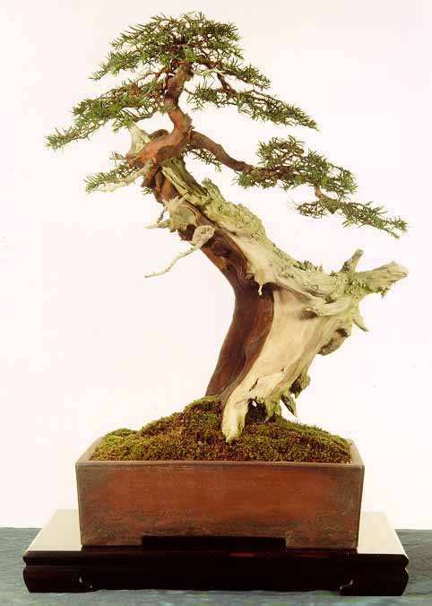 Name:  yew[1].jpg
Views: 1868
Size:  41.4 KB