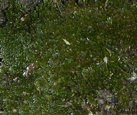 Name:  DSCN1008.jpg
Views: 7191
Size:  66.6 KB
