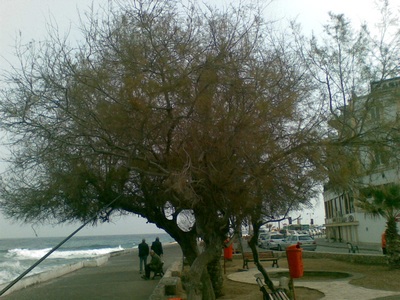 Name:  Ilgn05.jpg
Views: 2534
Size:  65.5 KB