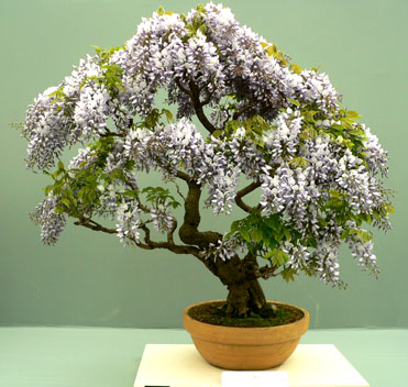 Name:  Wisteriabonsai_371x352.jpg
Views: 15262
Size:  42.7 KB
