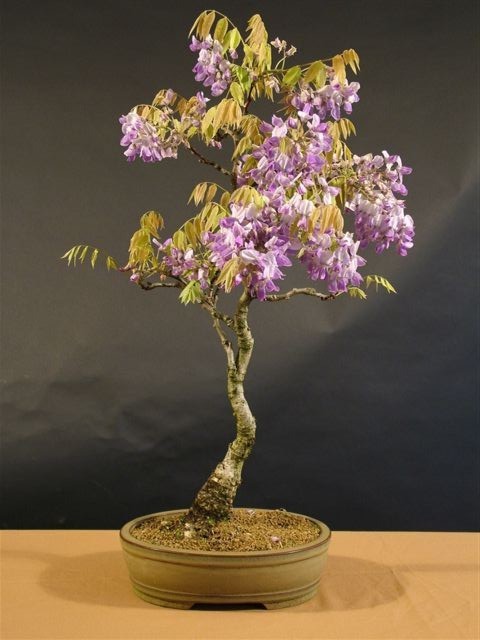 Name:  Wisteria wist110.jpg
Views: 15558
Size:  58.3 KB