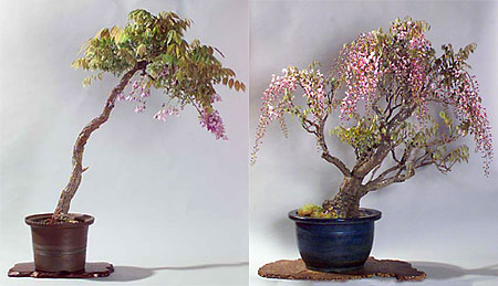 Name:  wisteria2.jpg
Views: 13151
Size:  35.0 KB