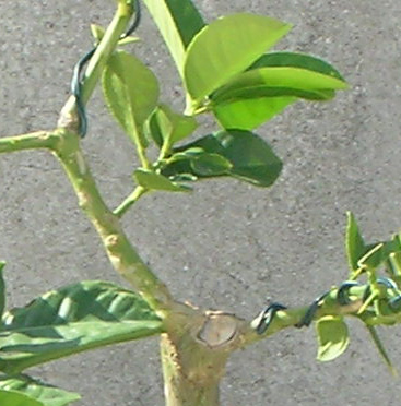 Name:  DSCN14211.jpg
Views: 27392
Size:  69.2 KB