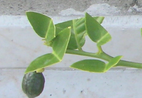 Name:  DSCN14261.jpg
Views: 26427
Size:  65.2 KB