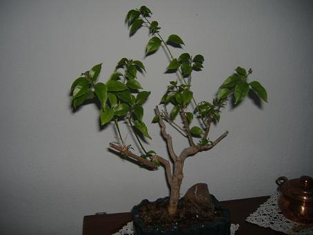 Name:  begonvil4.JPG
Views: 6023
Size:  29.5 KB
