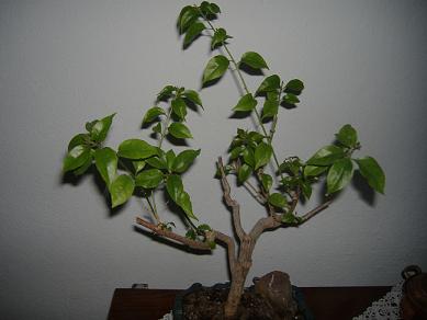 Name:  begonvil5.JPG
Views: 5357
Size:  27.1 KB
