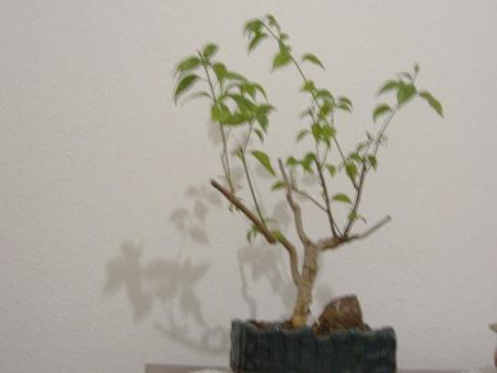 Name:  begonvil3.JPG
Views: 5436
Size:  21.8 KB