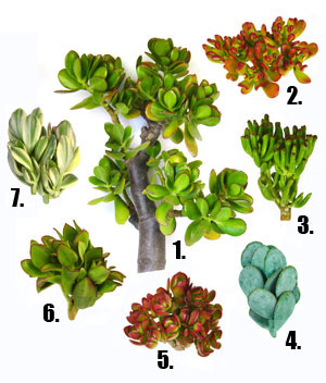 Name:  crassula7.jpg
Views: 3411
Size:  63.6 KB