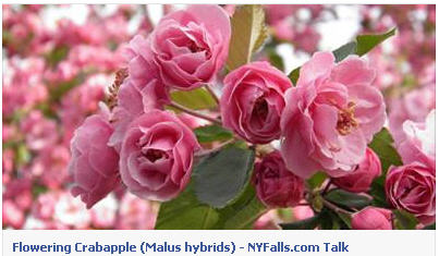 Name:  SNAG-0122.jpg
Views: 1523
Size:  27.8 KB