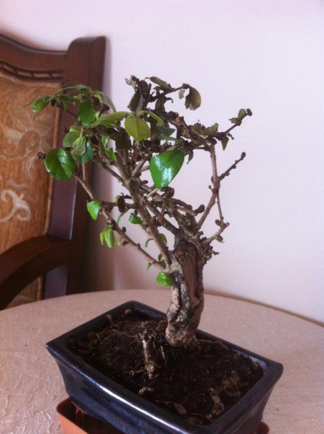 Name:  bonsai genel.jpg
Views: 3542
Size:  62.4 KB